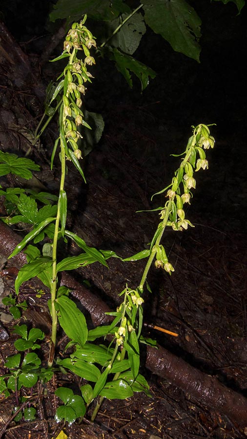 Chiave per orchidee sfiorite